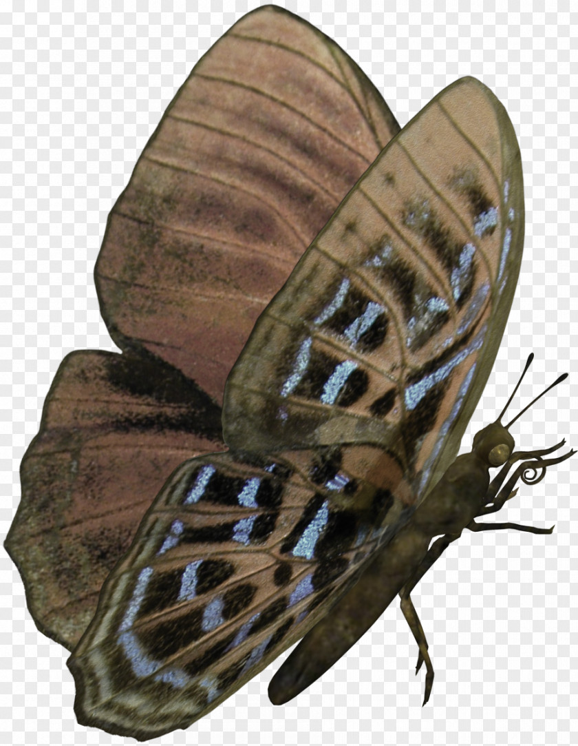 Poisonous Butterfly Nymphalidae Moth PNG