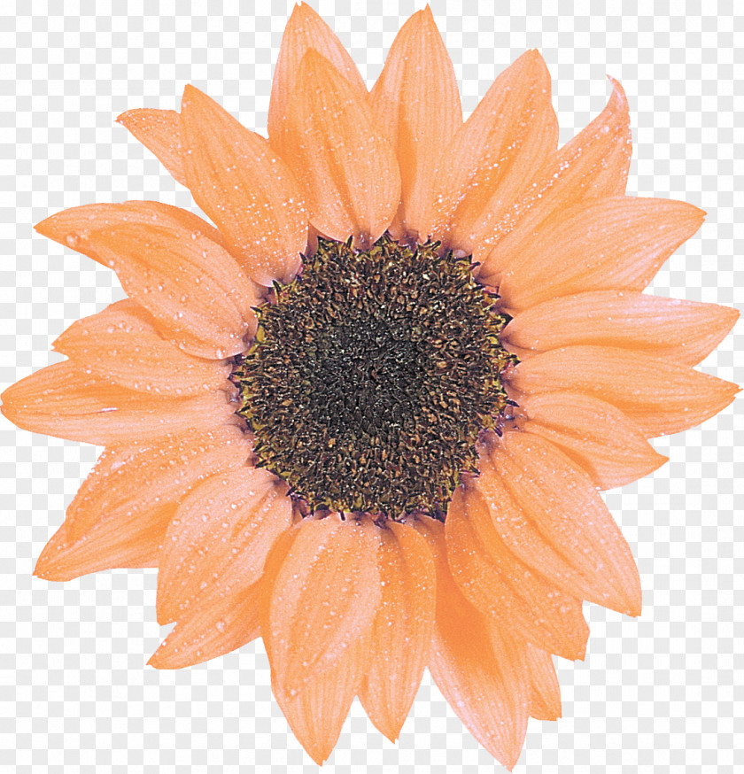 Sunflower Common Daisy Family Clip Art PNG