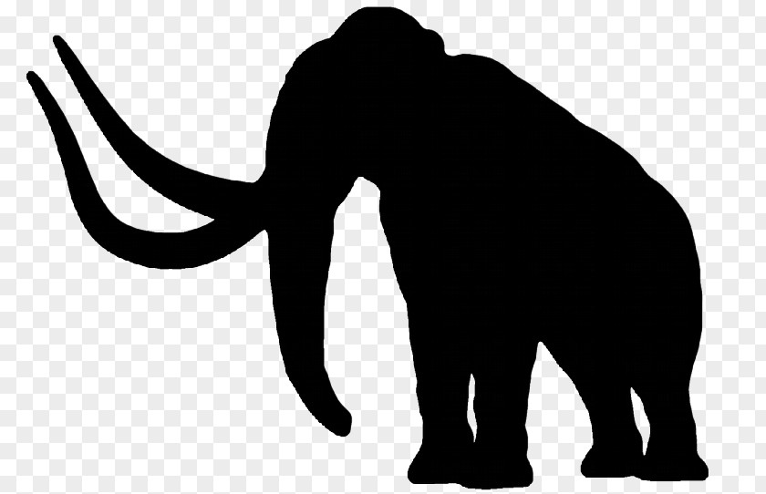 Woolly Mammoth African Elephant Cat Indian Elephantidae PNG