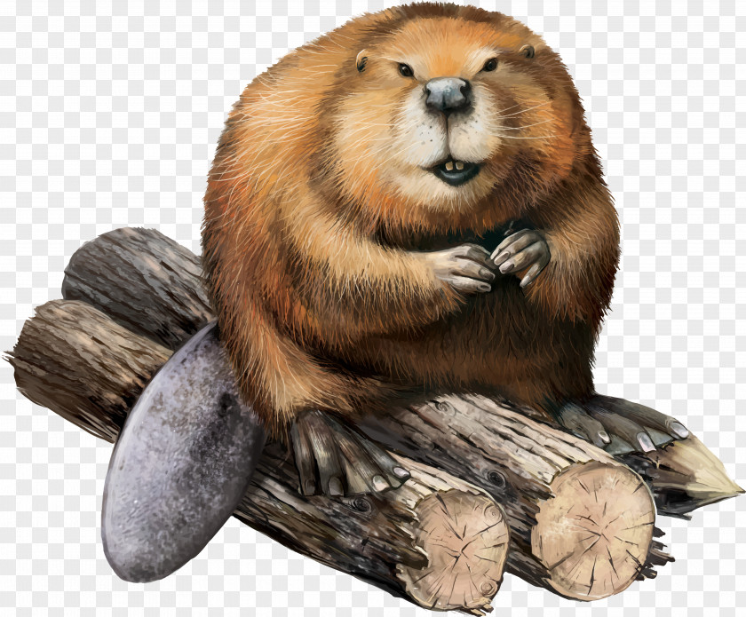 Beaver Sitting On A Log North American Stock Illustration PNG