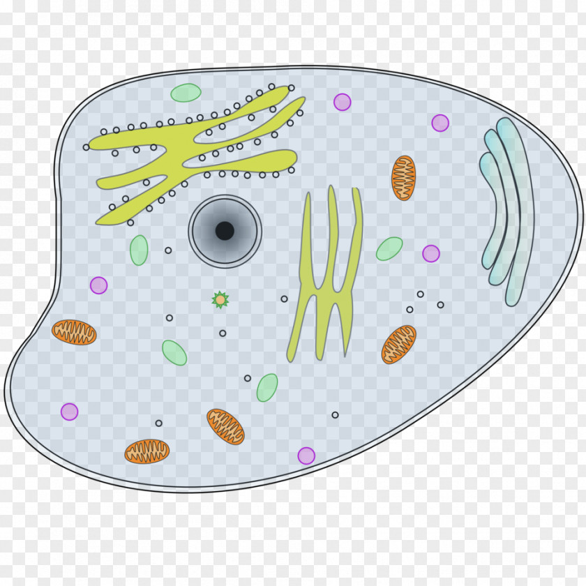 Cell Nuclear Cèl·lula Animal Clip Art Vector Graphics PNG