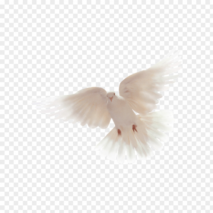 Feather Wing Beak PNG