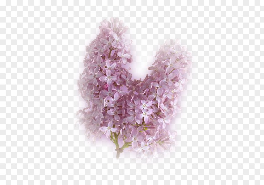Flower Lilac Petal Pensées PNG