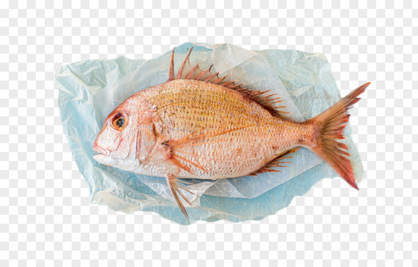 Fresh Fish Red Porgy Scup Fishing Photography PNG