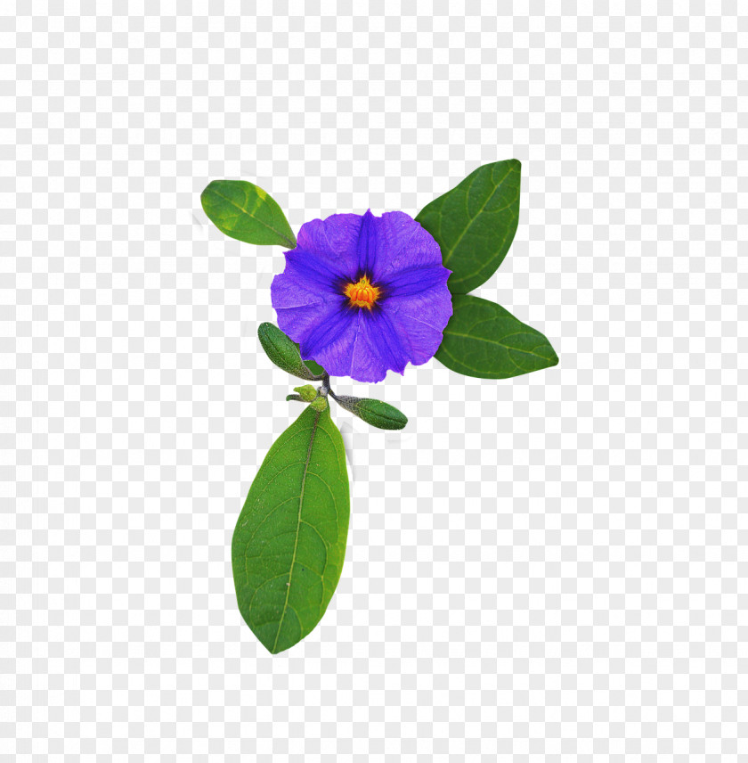 Lilac Flower Purple Violet PNG