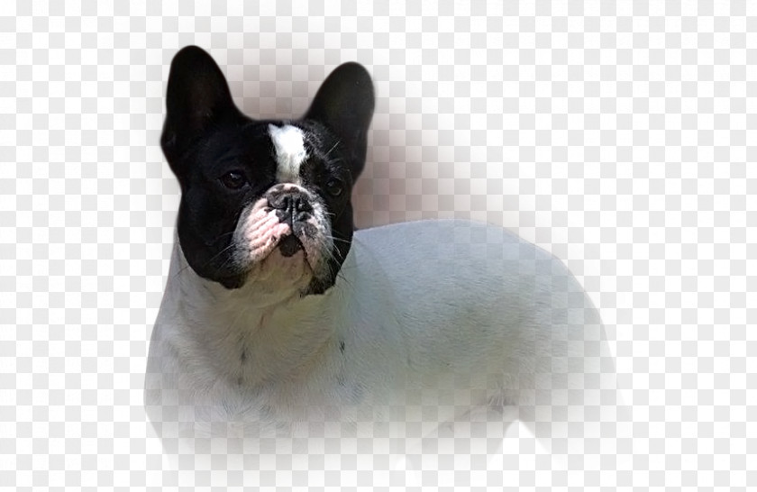 Marver French Bulldog Toy Boston Terrier Dog Breed PNG