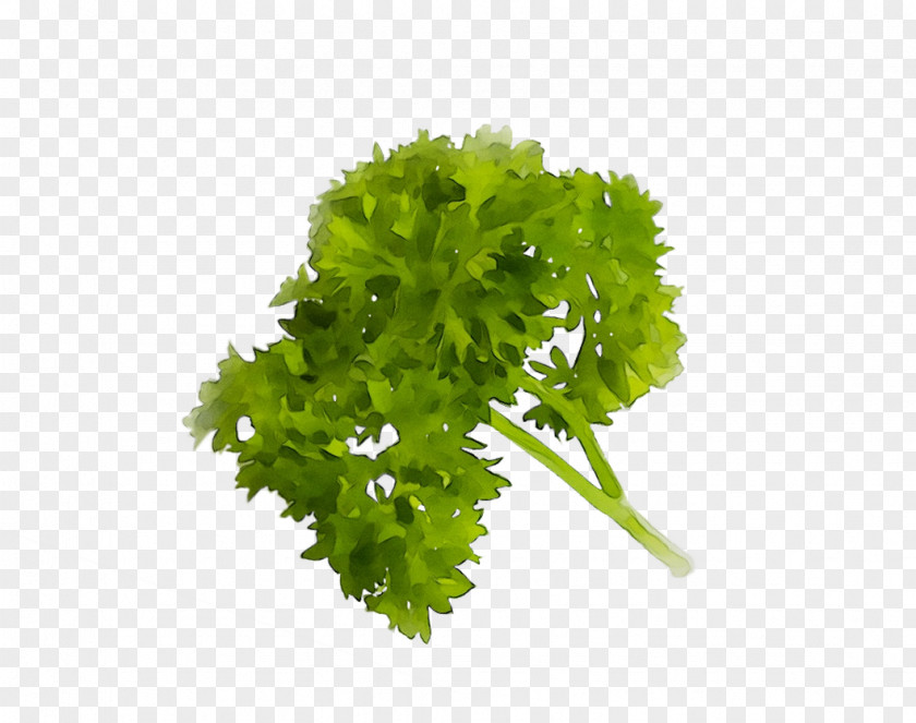 Parsley Coriander PNG