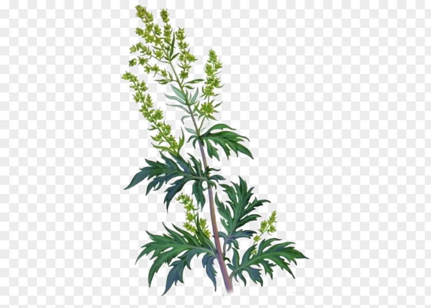 Plant Mugwort Common Wormwood Daisy Family Artemisia Frigida PNG