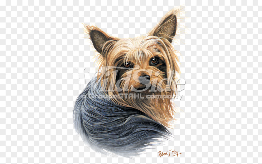 Puppy Yorkshire Terrier Australian Silky Companion Dog PNG