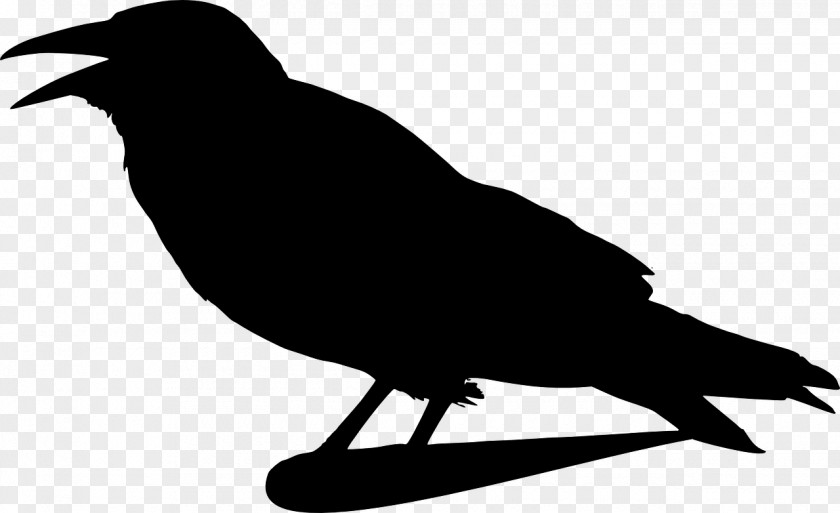 Songbird Perching Bird Robin PNG