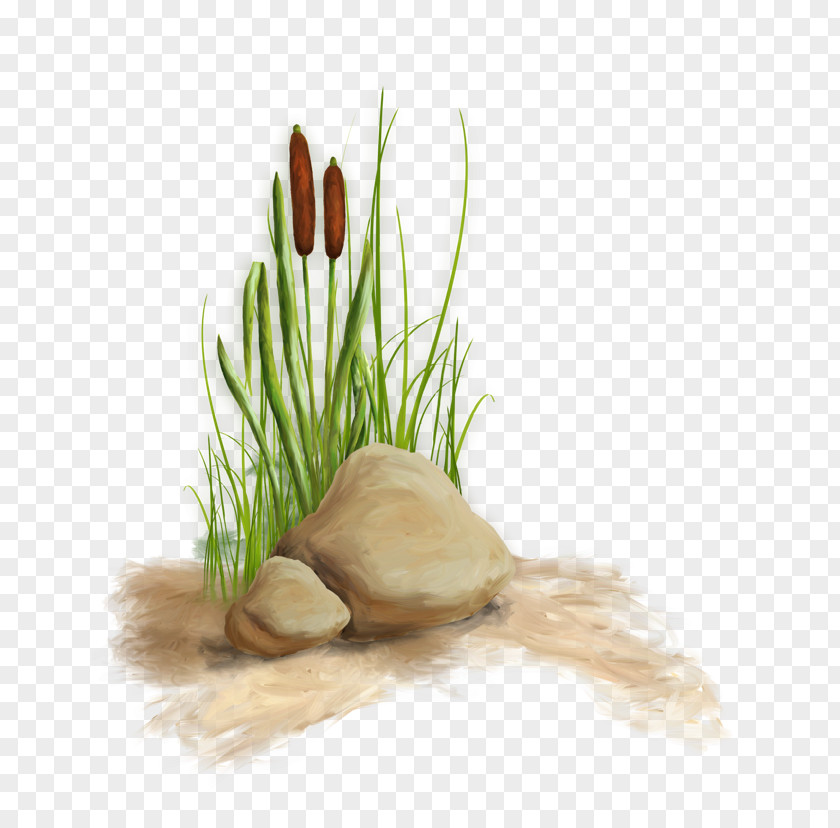 Grass Aquatic Plant Nelumbo Nucifera Green PNG