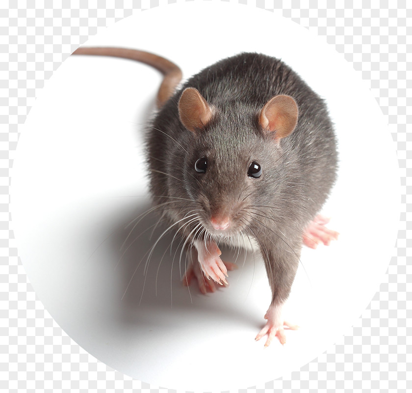 Mouse Brown Rat Black Rodent Pest PNG