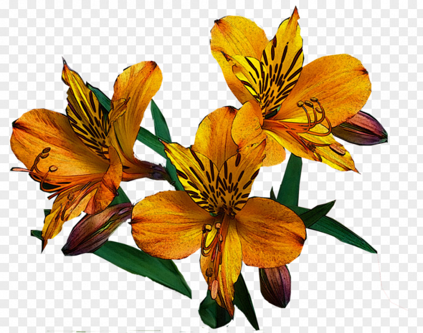 Pilosella Aurantiaca Lily Of The Incas Cut Flowers M PNG