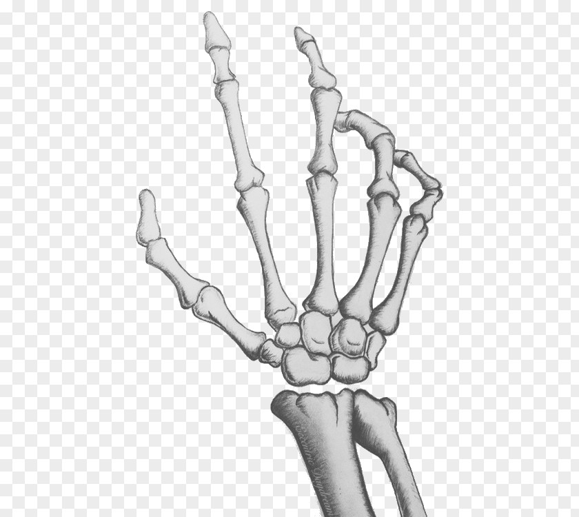 Skeleton Human Skull Bone Hand PNG