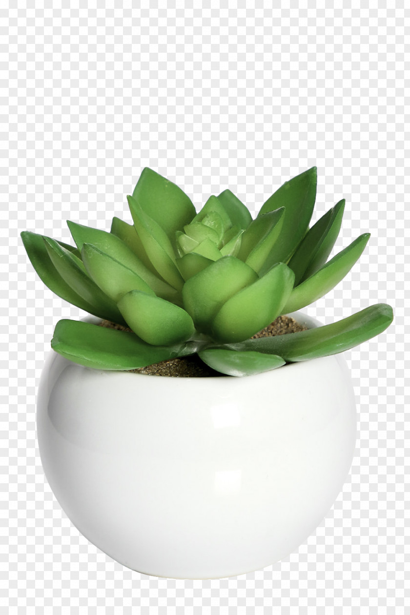 Flowerpot Plant Lil Paradise Renting Artificial Flower PNG