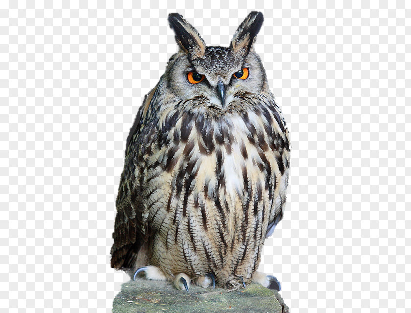 Owl Eurasian Eagle-owl Tawny Clip Art PNG