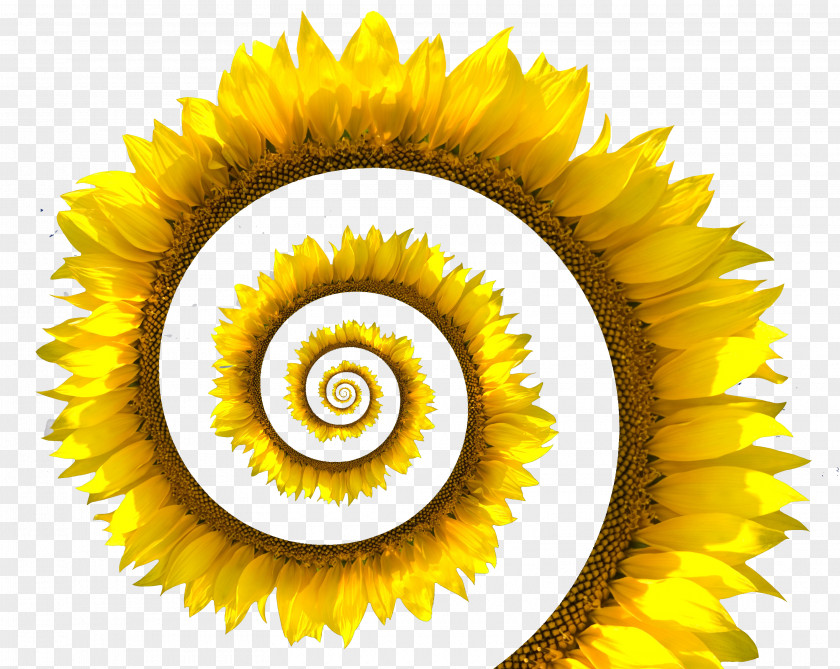 Sunflower Common Spiral Stock Photography Seed White PNG