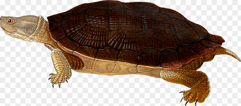Animal Silhouettes Box Turtles Cuban Slider Clip Art PNG