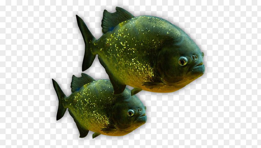 Fish The Deep Aquariums Piranha Tropical PNG