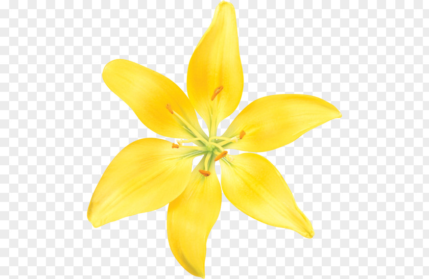 Flower Lilium Cut Flowers Petal PNG