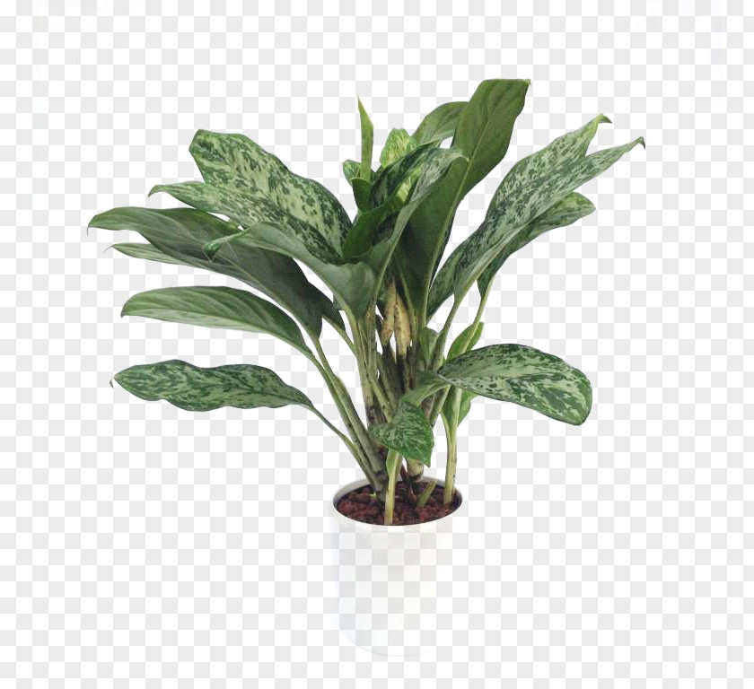 H60 Succulent Plant Leaf Organza Stem Sisal PNG