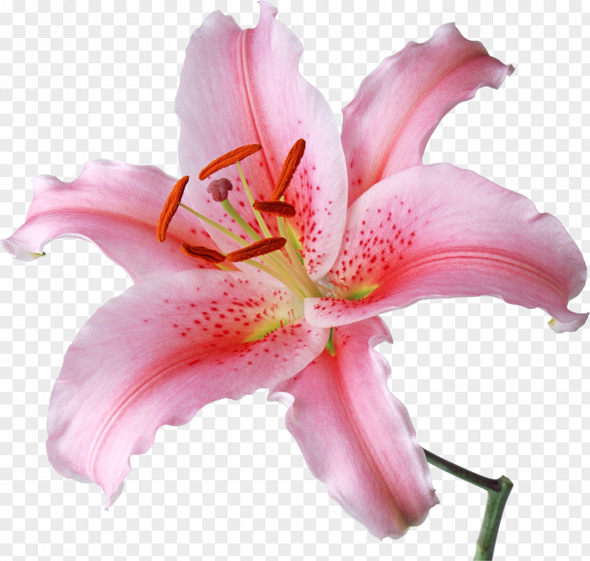 Lily Lilium Candidum Flower Desktop Wallpaper 'Stargazer' Stock Photography PNG