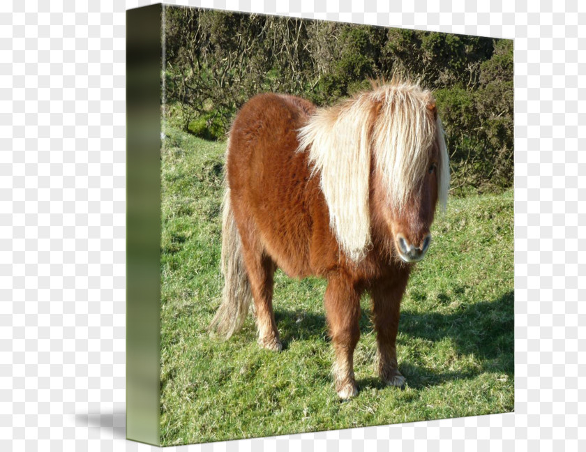 Shetland Pony Mustang Mare Mane Pasture PNG