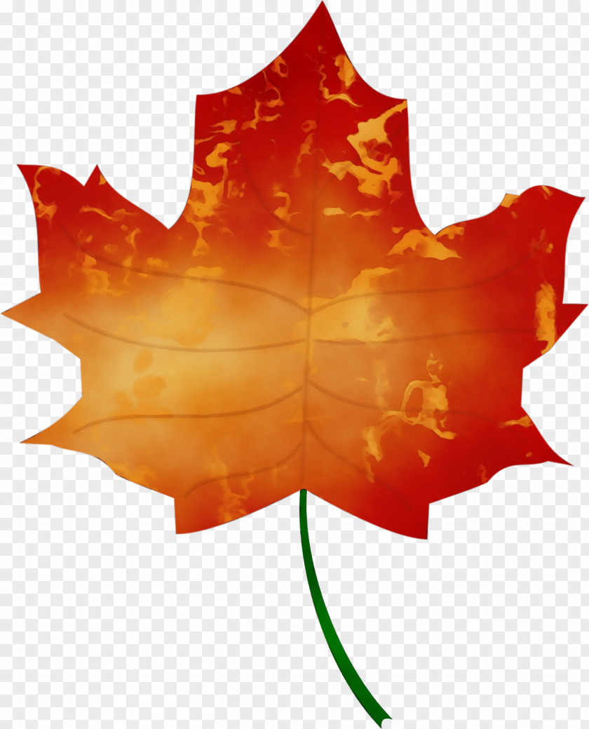 Soapberry Family Symmetry Autumn Leaf Drawing PNG