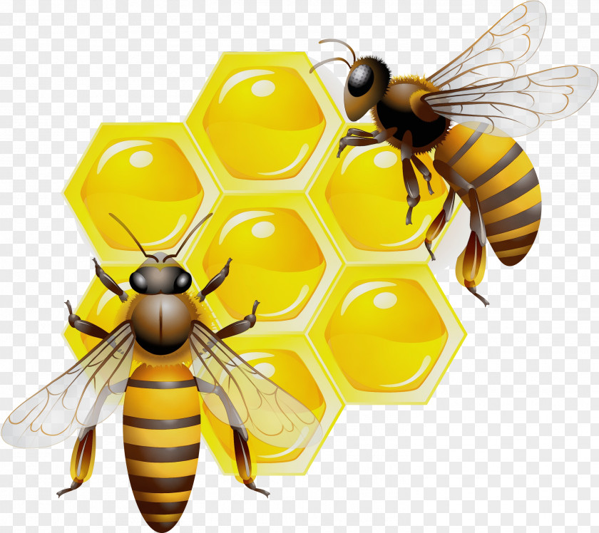 Blowflies Honey Background PNG