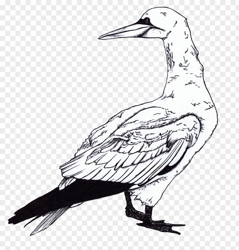 Pictures Of Seagulls To Colour Gulls Bird Coloring Book Clip Art PNG