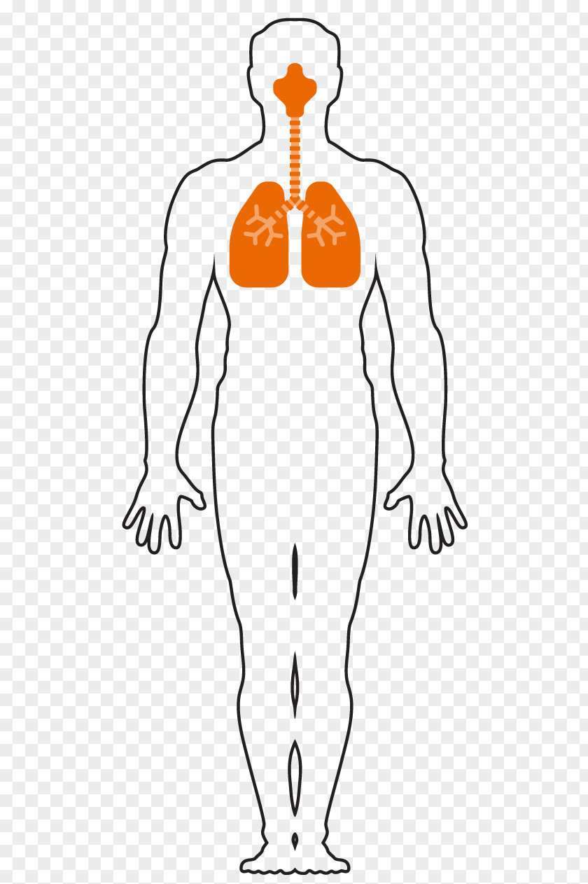 Nose Respiratory System Respiration Finger Human Body Breathing PNG