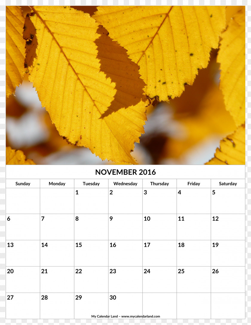 November Calendar European Hornbeam Beech PNG