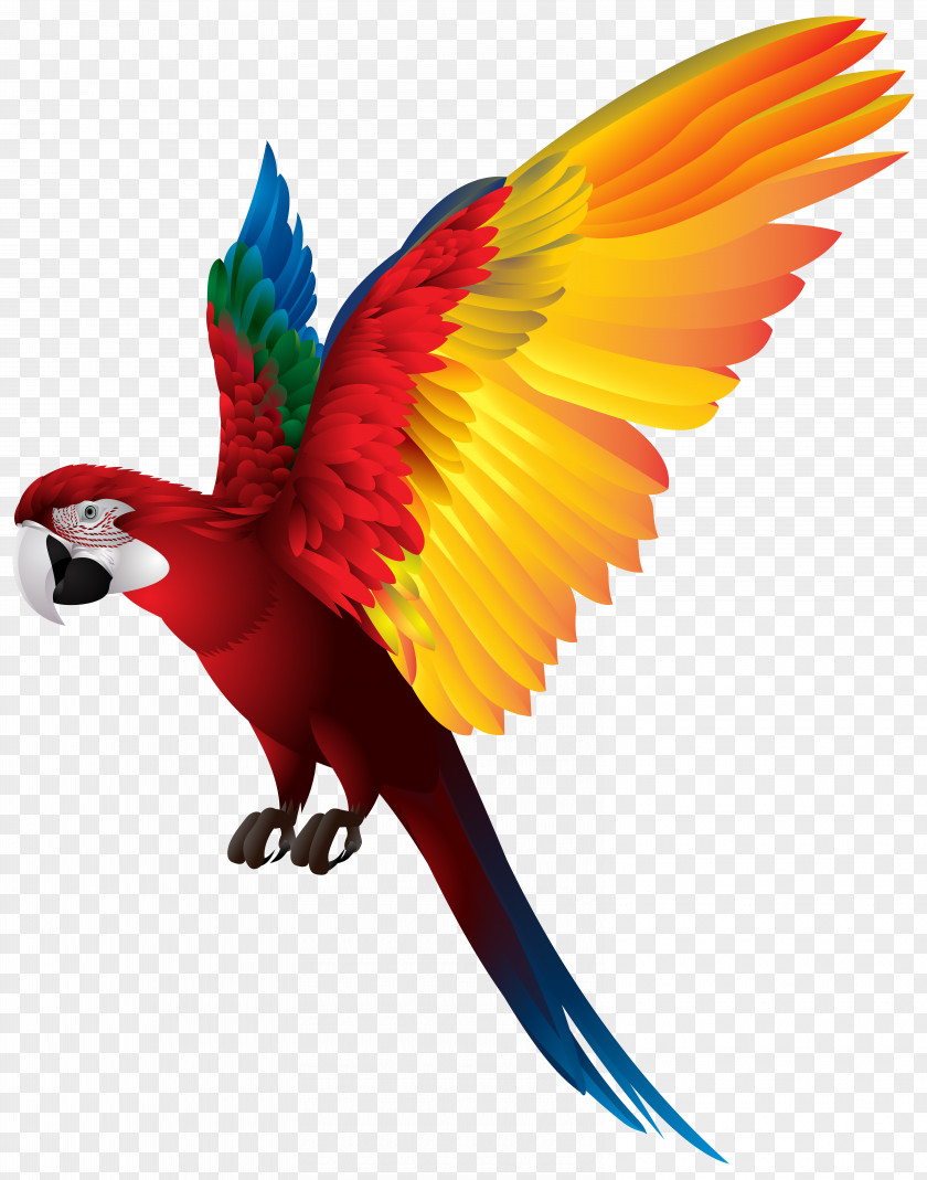 Parrot Bird True Macaw Clip Art PNG