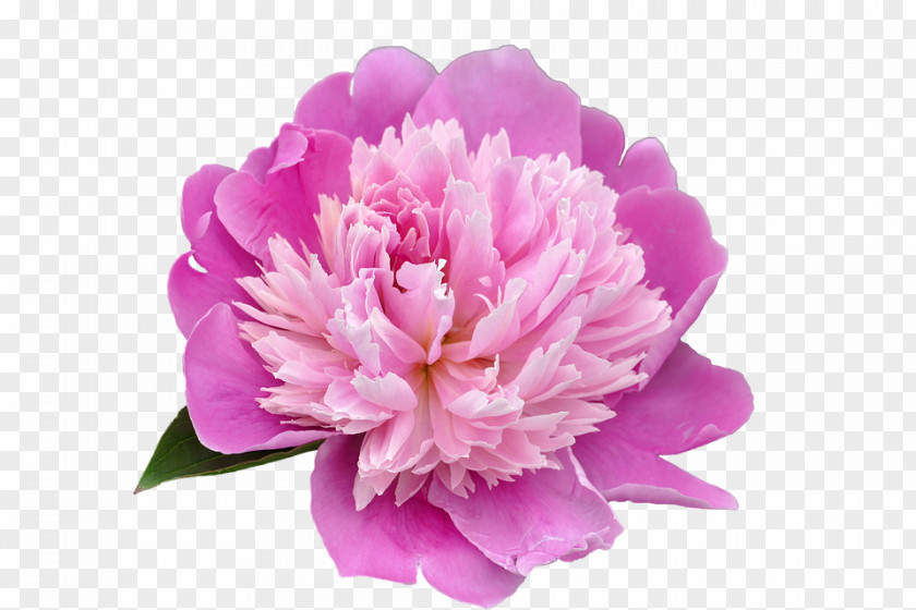 Peony Transparent Picture Flower Pixabay PNG