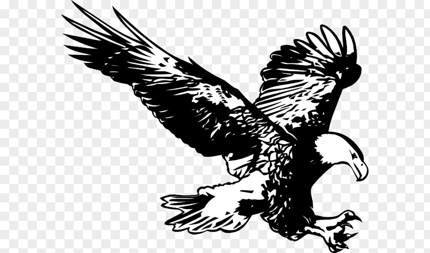 Philippine Eagle Bald Drawing Line Art Clip PNG