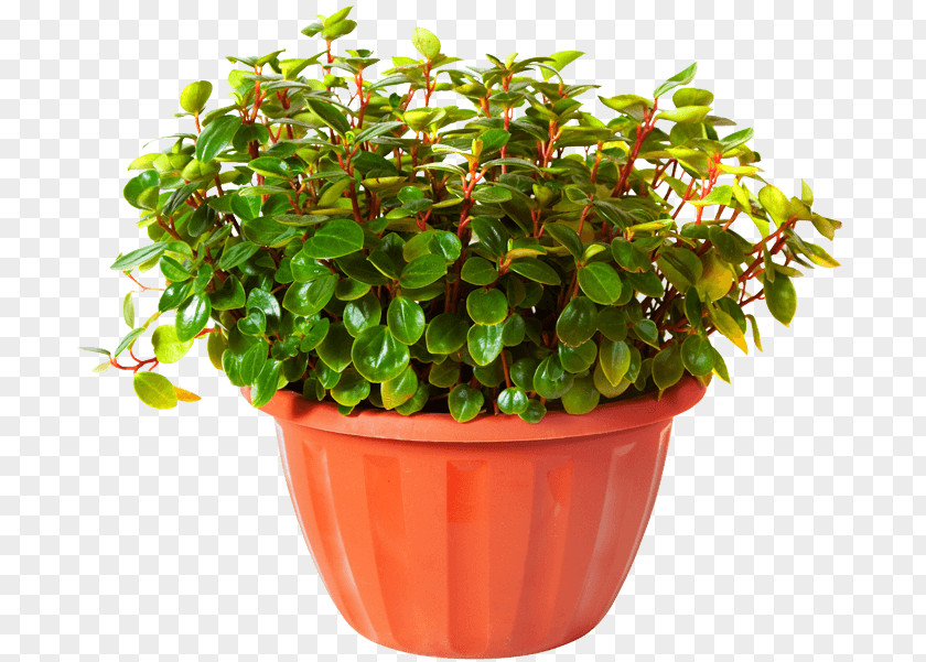 Plant Box Callisia Elegans Stock Photography Gentlei Alamy PNG