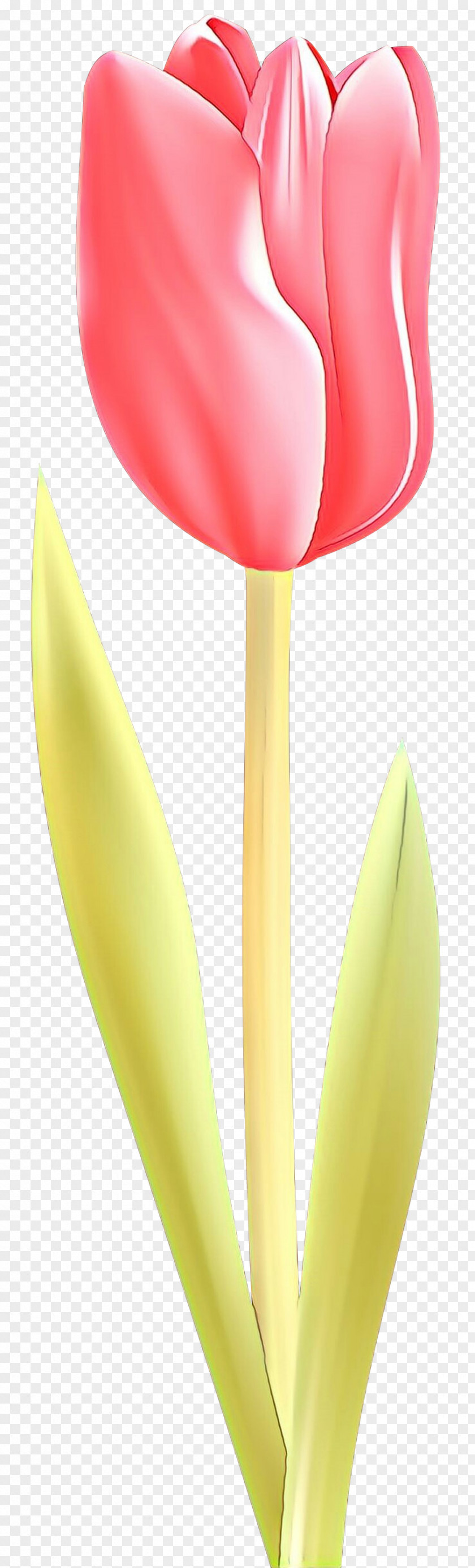 Anthurium Lily Family Yellow Tulip Petal Close-up Flower PNG