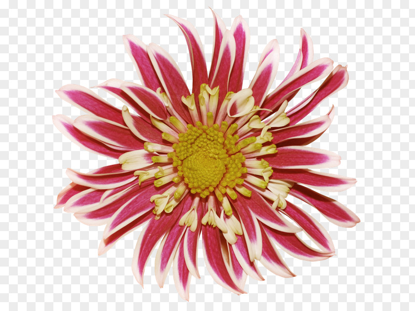 Chrysanthemum Dahlia Flower Clip Art PNG