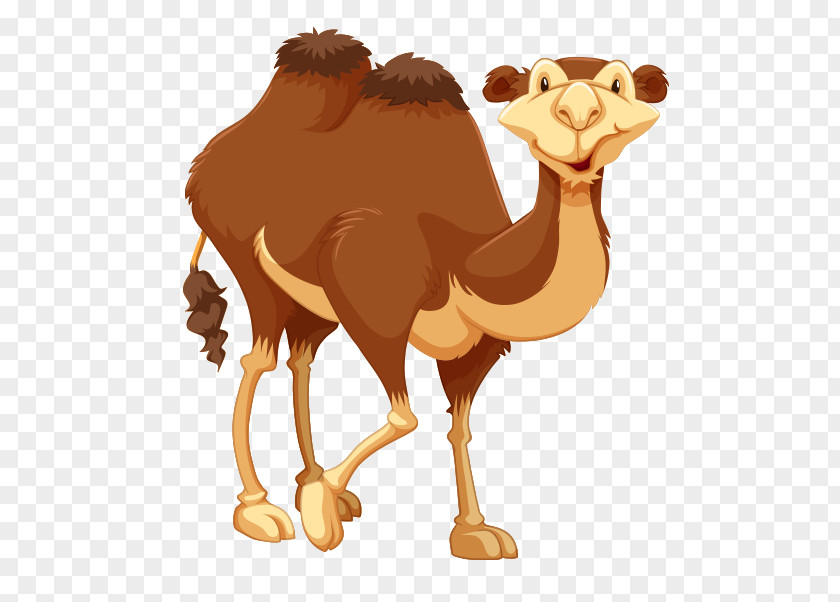 Dromedary Clip Art PNG