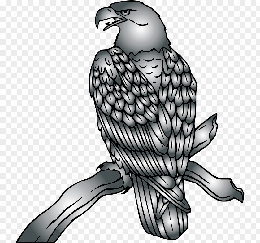 Eagle Bald Clip Art Hawk Openclipart PNG
