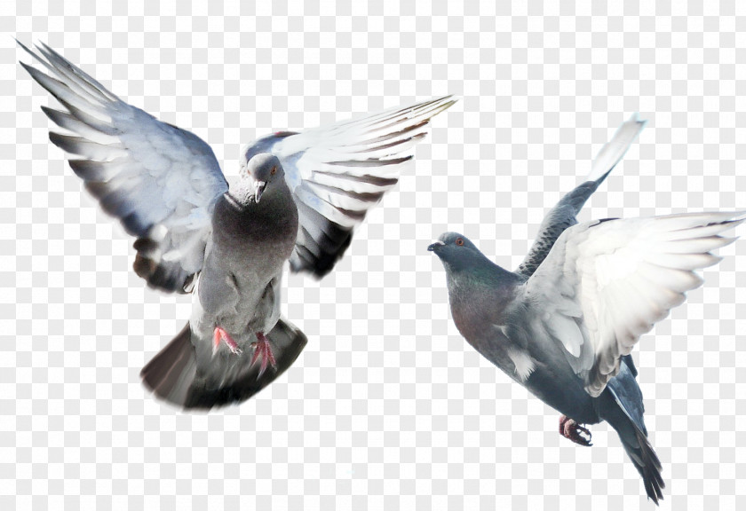 Pigeon Domestic Columbidae Bird Fancy PNG