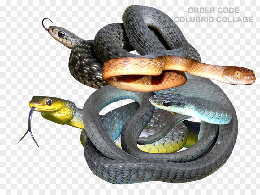 Text T-shirt Design Mambas Kingsnakes Colubrid Snakes Rattlesnake PNG