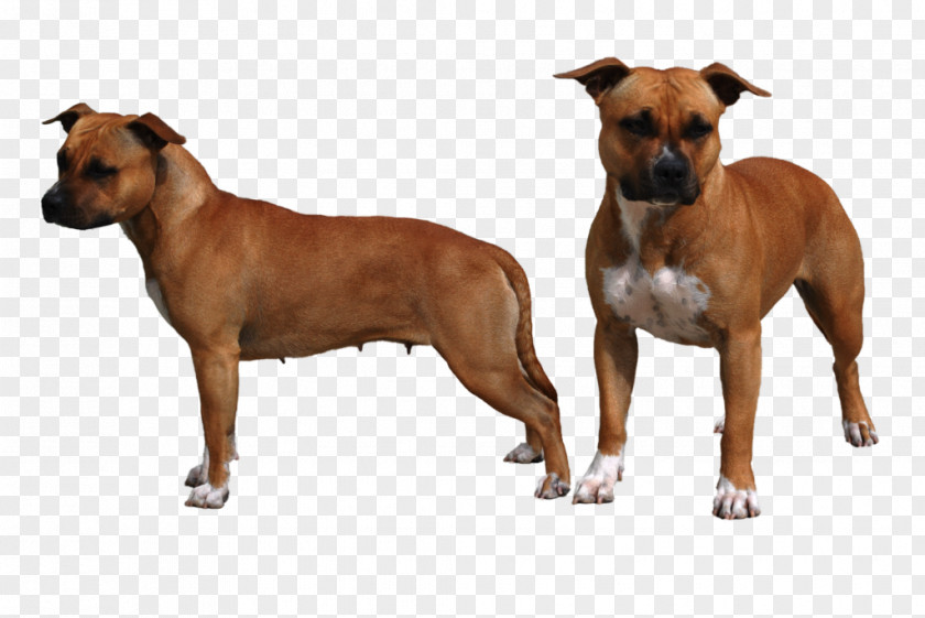 Amstaff Dog Breed Staffordshire Bull Terrier American Black Mouth Cur PNG