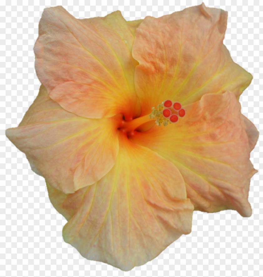 Darshan Shoeblackplant Hibiscus PNG