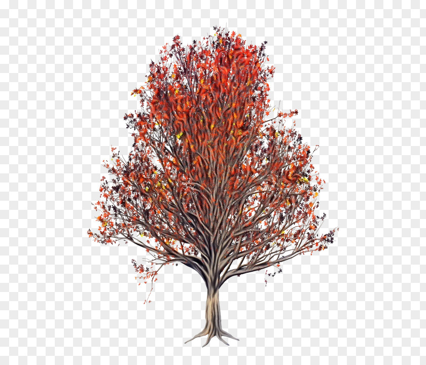 Deciduous Autumn Red Maple Leaf PNG