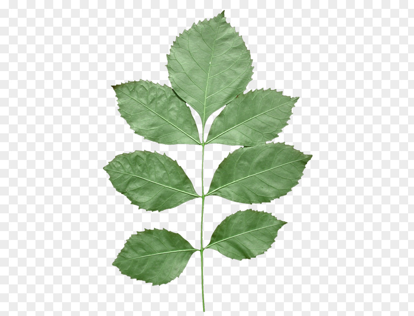 Leaf Texture Mapping Alpha Compositing PNG