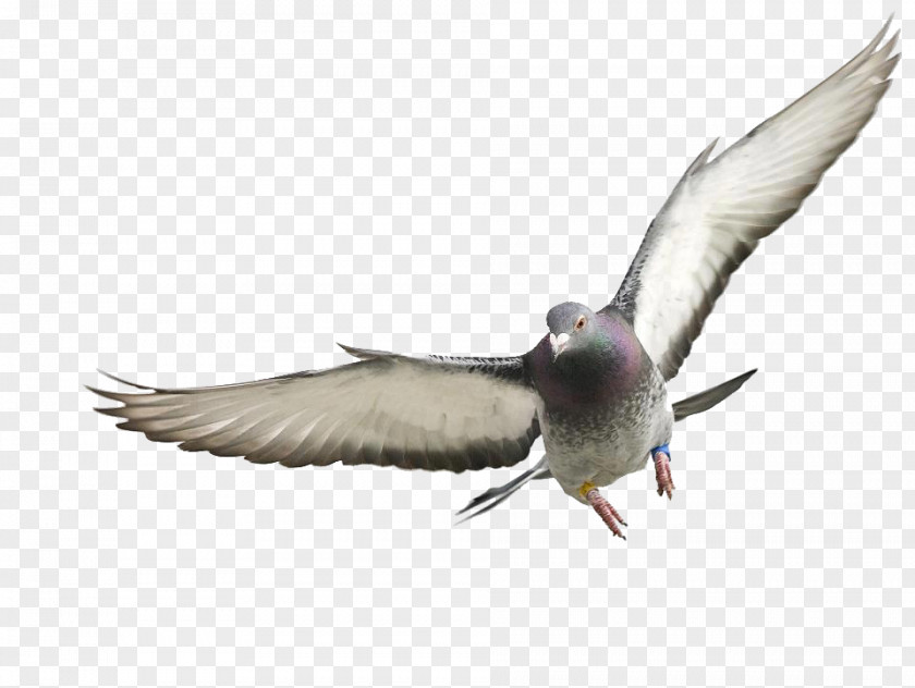 Pigeon Homing Rock Dove Columbidae France Squab PNG
