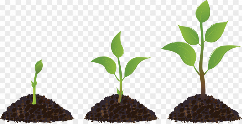 Plant Seedling Sprouting Drawing PNG