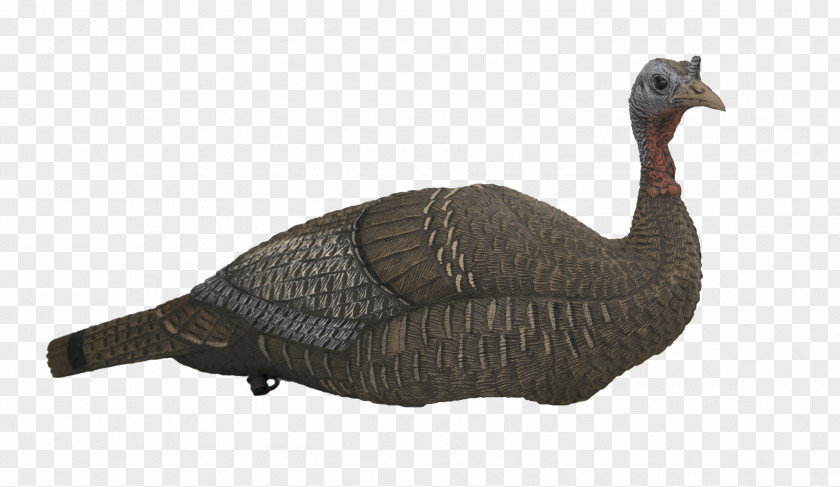 Goose Duck Turkey Decoy Galliformes PNG