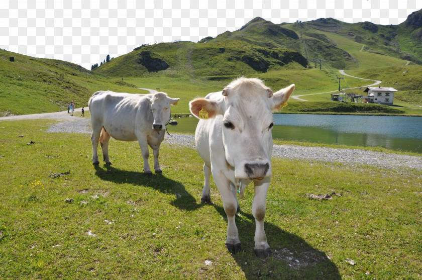Grass On The Cattle PNG